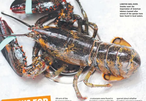  ??  ?? LOBSTER BOIL-OVER: Swedes want the importatio­n of American lobsters banned after several of the species have been found in local waters.