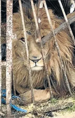  ?? Picture: Supplied ?? One of the lions being held in appalling conditions in Ukraine.