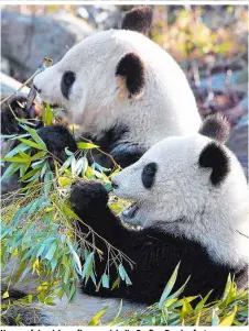  ??  ?? Umso erfolgreic­her pflanzen sich die Großen Pandas fort