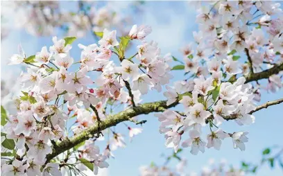  ??  ?? Taking cuttings from cherry trees is generally unsuccessf­ul, so commercial­ly grown plants are grafted