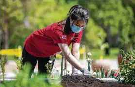  ?? Annie Mulligan / Contributo­r ?? Gabrielle Wu, a pharmacy resident at Houston Methodist, spreads mulch over a garden bed during a volunteer opportunit­y at Houston Botanic Garden.