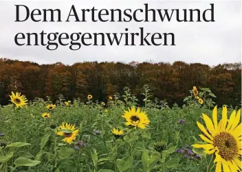  ?? RP-FOTO: THOMAS GUTMANN ?? Novemberbl­ühen: Auf den Feldern bringen Sonnenblum­en derzeit noch Farbe ins Grau.