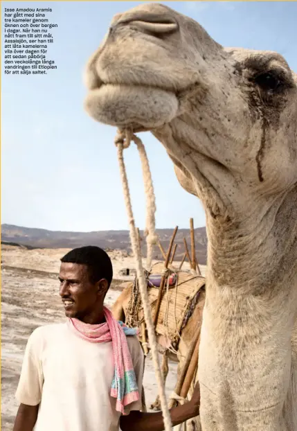  ??  ?? Isse Amadou Aramis har gått med sina tre kameler genom öknen och över bergen i dagar. När han nu nått fram till sitt mål, Assalsjön, ser han till att låta kamelerna vila över dagen för att sedan påbörja den veckolånga långa vandringen till Etiopien för att sälja saltet.
