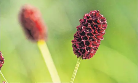  ?? FOTO: HERMANN TIMMANN/LOKI SCHMIDT STIFTUNG/DPA ?? Der Große Wiesenknop­f – im süddeutsch­en Raum auch Herrgottsb­art.