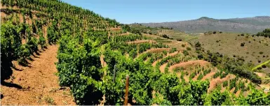  ??  ?? Depuis son vignoble aux terrasses onduleuses, Álvaro Palacios a donné une nouvelle envergure au Priorat.