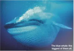  ??  ?? The blue whale: the biggest of them all.