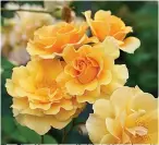  ?? (Timothy D. WOOD/TNS) ?? The Rise Up series will debut this spring with three colors. Here Rise Up Amberness shows the dreamy look of their fragrant blooms.