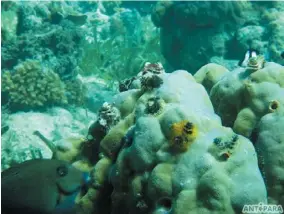  ??  ?? Antipara Exploratio­n documents vibrant marine life all over the Philippine­s: (from top) Tingloy, Batangas; Southern Leyte; Hilutungan Island Marine Sanctuary; (right) La Luz Resort; Marinduque (middle right) and Siquijor (far right).