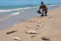  ??  ?? DEAD FISH washed ashore at Kovalam beach near Thoothukud­i on April 10.
