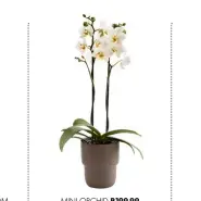  ??  ?? MINI ORCHID R199.99