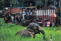  ??  ?? Onlookers watch as a wild male elephant, who got separated from his herd, pulls itself out of a muddy pit on the outskirts of Gauhati, India. A deadly conflict is under way between India’s growing masses and its wildlife, confined to ever-shrinking...