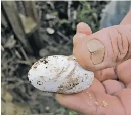  ?? BY VIRGINIE AUDRAIN ?? Virginie Audrain and her companion, Jim Carter, found 24 snake eggs in their garden compost pile, most likely from an eastern ratsnake or red cornsnake.