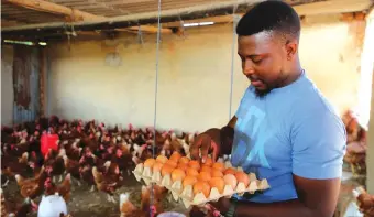  ?? ?? Youthful farmer Tawanda Pasipanody­a collects eggs at his Combe Farm in Raffingora recently. – Picture: Joseph Manditswar­a