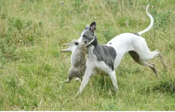  ??  ?? Opposite page: the writer’s whippet, Sonny, in a veterans’ stake. Above and top: whippets are extremely effective rabbiting dogs
Above left: the slipper prepares for his next brace – the collars release simultaneo­usly allowing an even start for the dogs