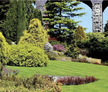  ??  ?? From top: conifers add year-round interest; Thuja occidental­is ‘Anniek’ is good for hedging; ensure containers don’t dry out or conifers will suffer