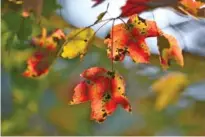  ?? STAFF PHOTO BY ROBIN RUDD ?? A ragged maple tree shows flashes of fall color in East Brainerd on Oct. 6. Local meteorolog­ists say the region should see vibrant leaves this season.