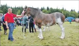  ?? 06_a33MAShow4­0 ?? Champion Clydesdale, the well-known mare Galcalfra Sweet Chloe, with owner Callum McPhail.