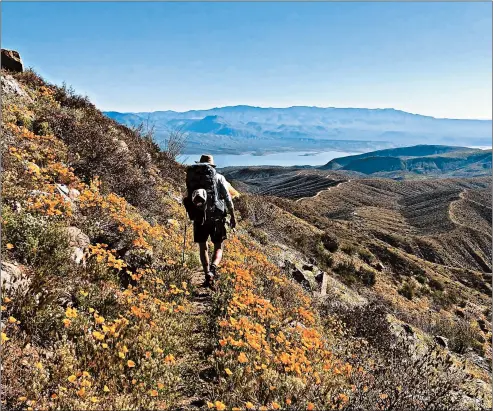  ??  ?? A backpacker traverses the Arizona Trail’s Four Peaks passage, brightened by spring wildflower­s. Roosevelt Lake, pictured in the distance, is a popular resupply spot.