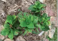  ?? (Special to the Democrat-Gazette) ?? These hydrangeas have Cercospora leaf spot, a fungal disease common on hydrangeas.