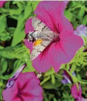  ?? ?? Volle Kraft voraus! Das Taubenschw­änzchen zeigt vollen Körpereins­atz beim Saugen an der Blüte. Das Foto hat uns Susanne Benkart zugeschick­t.