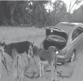  ??  ?? Donkeys take a well deserved rest after pulling this smuggled car across the Limpopo River in Zimbabwe recently. Cross border smuggling of vehicles and other goods is rife along the Limpopo River as people avoid paying import duty and other taxes...