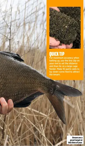  ??  ?? Bream are a great target at this time of year.