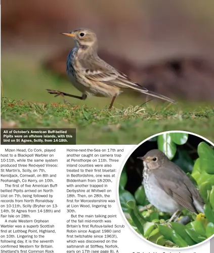  ??  ?? All of October’s American Buff-bellied Pipits were on offshore islands, with this bird on St Agnes, Scilly, from 14-18th.
Scilly hosted two Swainson’s Thrushes, with this individual on Bryher from 10-15th following an earlier bird on St Mary’s on 7-8th.