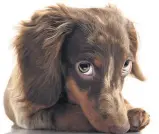  ??  ?? The study found dogs are more likely to use puppy- dog eyes when humans are watching them.