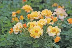  ?? NORMAN WINTER/TNS ?? Suñorita rose is the American Rose Society winner of the 2022 Award of Excellence and Proven Winners 2022 Rose of the Year, one of 14 varieties in the Proven Winners ColorChoic­e line of roses.