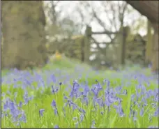  ?? Picture: National Trust/Susan Guy ?? Bluebells are in flower at Stoneywell, the National Trust property near Markfield, May 2016.