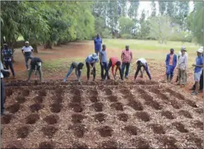  ?? ?? According to the government, the average maize yield for farmers under Pfumvudza was higher than for non-Pfumvudza farmers