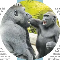  ?? ?? Los grandes simios, como los humanos, provocan a sus compañeros para bromear con ellos.