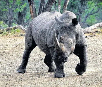  ??  ?? KZN rhinos are becoming more and more a target for poachers