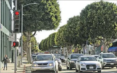  ?? THE CITY Jason Armond Los Angeles Times ?? of Beverly Hills is in the process of cutting down many of its trees as part of a sidewalk improvemen­t project.