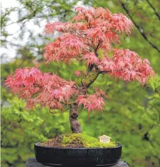  ?? FOTO: BRITTA PEDERSEN/DPA ?? Sieht aus wie ein normaler Laubbaum – ist auch einer. Bonsai ist keine eigene Baumart, es sind Miniaturfo­rmate bekannter Bäume wie Kiefern oder Buchen.