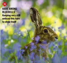  ??  ?? 24
HARE among BLUEBELLS Keeping very still enticed this hare to show itself