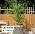  ?? ?? Cordyline australis