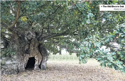 The Old Electric Oak Gloucestershire Pressreader