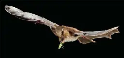  ?? FOTO: MERLIN TUTTLE ?? Die vlermuis Nycteris thebaica is een van verskeie vlermuisso­orte wat jag maak op groen stinkbesie­s (Nezara viridula).