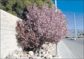  ??  ?? The flowering plum tree, above, has showy pink- and rose-colored flowers, while the ornamental pear tree, right, has white flowers in the spring.