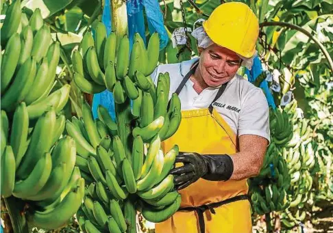  ?? Photos: C. ?? Une fois que les régimes de bananes ont été récoltés par les employés de la coopérativ­e, les sacs plastiques (ici en bleu) deviennent malheureus­ement obsolètes après un usage unique.