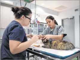  ?? Dustin Brown The Associated Press ?? A pet is examined at the ASPCA Community Veterinary Center in the Bronx borough of New York. Animal welfare organizati­ons are increasing their efforts to help people affected financiall­y by the pandemic care for their pets.