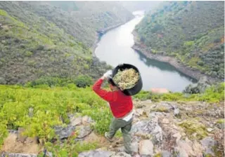  ?? // M. MUÑIZ ?? Vendimia en Doade (Ribeira Sacra), en imagen de archivo