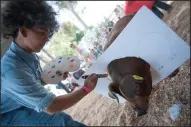  ??  ?? Jakob Hixton, 13, with Live Oak 4H in Lodi, “paints” his pig in imitation of late PBS star Bob Ross during the costume contest.