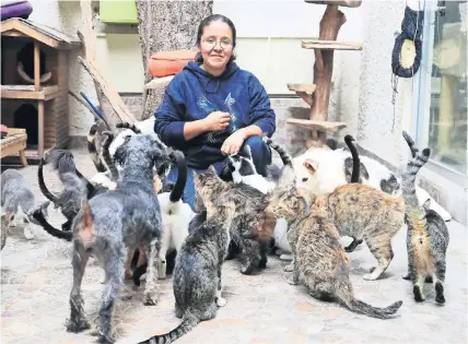  ??  ?? El Gato Vago A.C. es un refugio para ayudar a felinos en situación de calle y en este lugar viven 150 en espera de ser adoptados; se mantienen de donaciones y venta de productos para mininos.