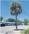  ?? RYAN GILLESPIE/ORLANDO SENTINEL ?? A palm tree along Edgewater Drive has grown into the wires.