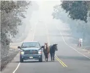  ?? THE ASSOCIATED PRESS ?? Pepe Tamaya leads horses Sammy and Loli to safety from a deadly wildfire in Napa, Calif. For many residents in the path of one of California’s deadliest blazes, talk is of wind direction, evacuation­s and goodbyes.