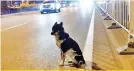  ??  ?? Net users were moved by the dog's devotion while some expressed concerns for its welfare