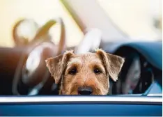  ?? Foto: Dorazett, Fotolia ?? Für manchen Hund ist die Autofahrt eine Qual. Denn viele der Vierbeiner leiden – ähnlich wie kleine Kinder – unter Reiseübelk­eit.