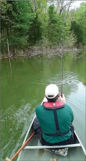  ?? NWA Democrat-Gazette/FLIP PUTTHOFF ?? Jon Stein coaxes a crappie from a tangle of brush in the Pine Creek Hollow area on the south end of Beaver Lake. The creek arm is small enough to fish from a canoe or kayak.